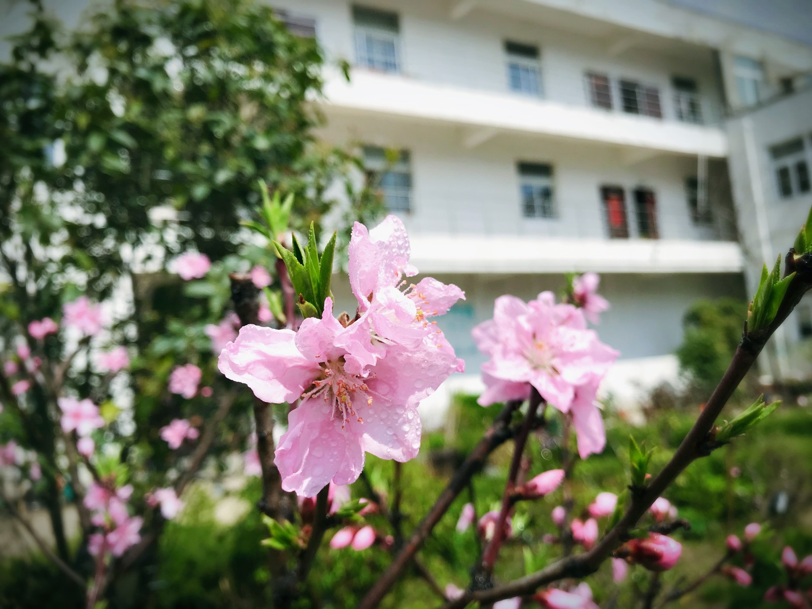 花園1.JPG